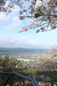 ■ 牧之原公園の“桜”が見ごろです！■ 島田市金谷エリア