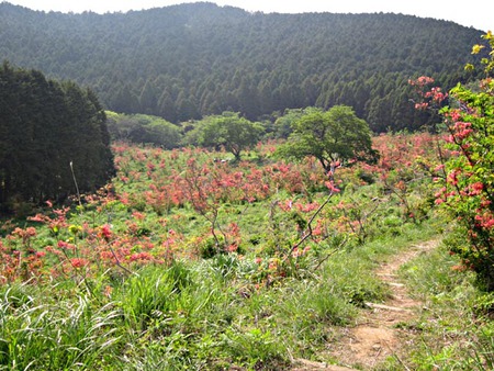 長者ヶ原・山ツツジまつり（期間2014.5.5～5.20）