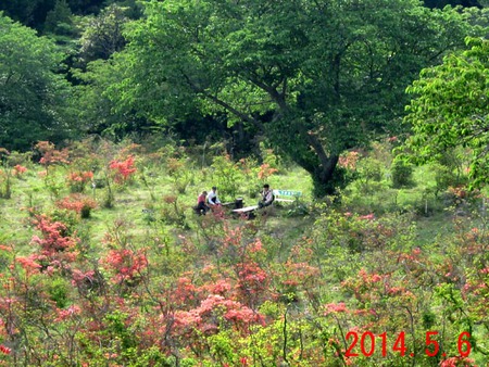 長者ヶ原・山ツツジまつり（期間2014.5.5～5.20）