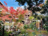 ヤマモミジとヒメシャラの紅葉と剪定 2024/12/13 07:48:36