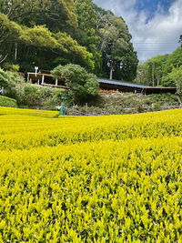 静岡県在住限定黄金みどり茶園・黄金の茶の間＆古民家カフェ予約再開 2020/05/31 09:11:33