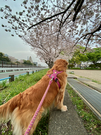 愛犬・クレアのお花見 2021/03/30 18:16:27