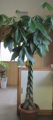 パキラの根元
