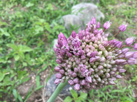 ニンニクの花