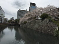 美しい町 静岡の桜