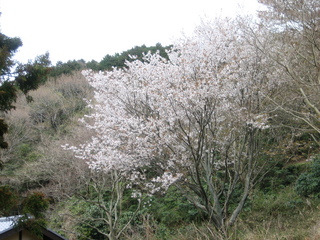 桜吹雪