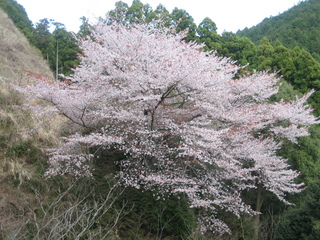 高山