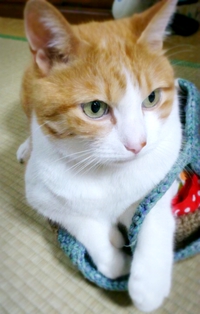 チャトラン