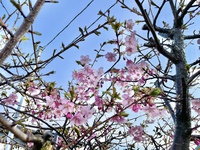 今年も河津桜が咲きました♡