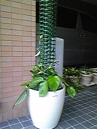 お〜きく