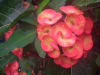 バリの花＆癒しの音楽で一息♪