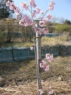 春の木漏れ日と桜！