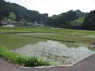 豊かな水を湛える水田！