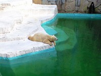 ホッキョクグマ