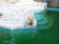 ホッキョクグマ