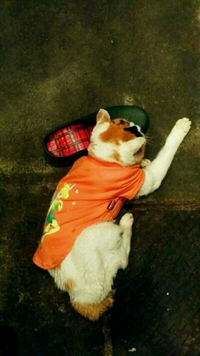 雨上がりのサクラ
