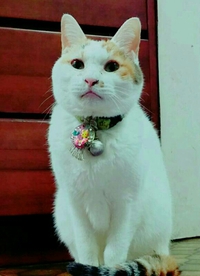 春がきてます