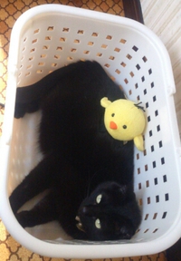 俺のペット