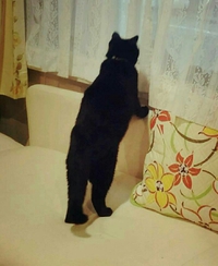 黒猫？