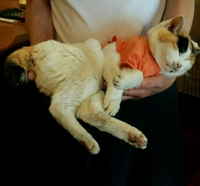 空中浮遊 猫