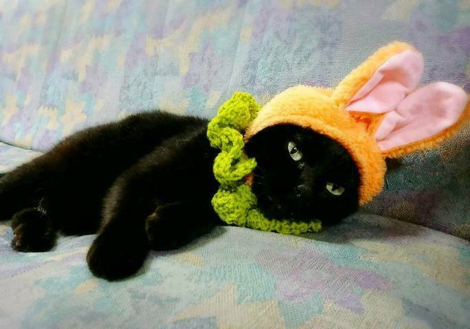 ハロウィンに向けて