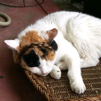 猫ウィッグ verさくら