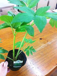 元気なハーブの苗たち