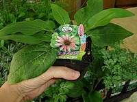 エキナセアの苗が元気です