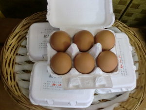 平飼いたまご入荷しました！