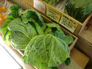 早くも春に出るキャベツ