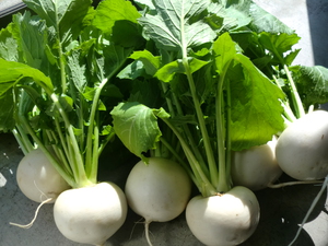地元の浜野菜塩にんじん