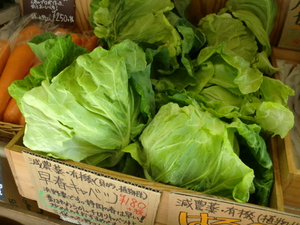 新鮮野菜入荷しました　おすすめは