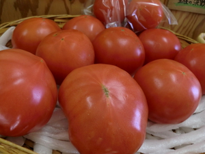 新鮮野菜入荷しました　おすすめは