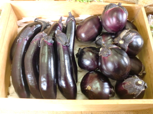 夏野菜盛りだくさんになってきました