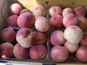 26日も三保の新鮮朝採り野菜入荷してきます！