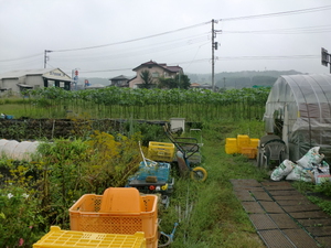 無農薬野菜、平飼い卵、白石蓮根、有機リンゴ　4日いっせい入荷です