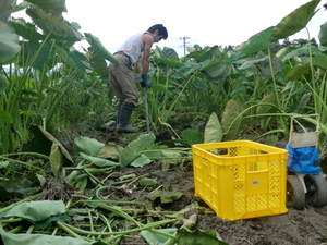 里芋はじめ無農薬野菜入荷しました