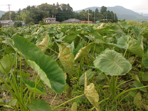 里芋はじめ無農薬野菜入荷しました