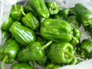 里芋はじめ無農薬野菜入荷しました