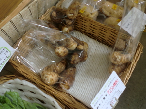 里芋8日から始めました