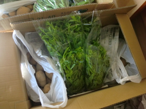牛尾さん無農薬野菜入荷しました