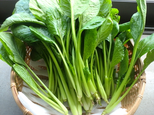 芝川龍田さんの朝掘り無農薬野菜仕入れてきました