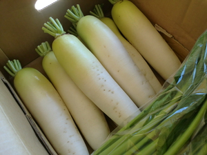 玉レタス　大根入荷しました