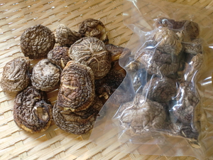 おせち料理向き　美味しいどんこ入荷