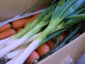 丹波無農薬野菜が入荷