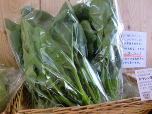 17日の入荷告知　長野県ホウレン草＆キャベツ、秋田有機リンゴ、佐賀白石蓮根