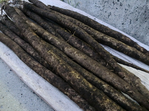 20日の入荷告知　朝霧ゴボウ　由比みかん　兵庫無農薬野菜
