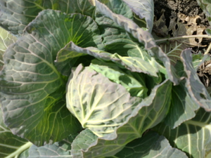 24日の入荷告知　無農薬野菜たくさん