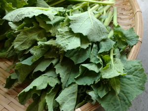 久しぶりに渡辺さん無農薬野菜