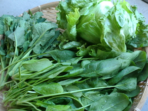 久しぶりに渡辺さん無農薬野菜
